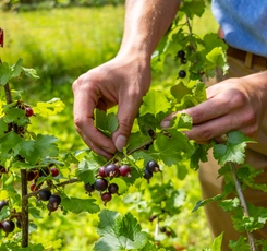 Dr. Andrew Mathis holding berries