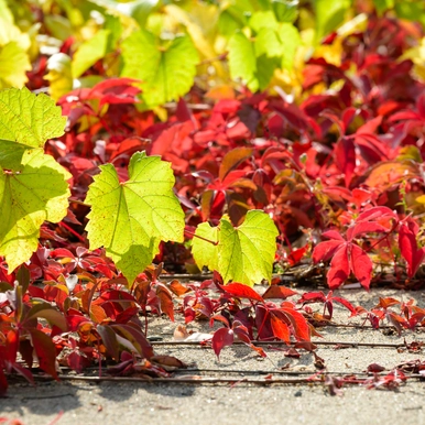 Fall foliage