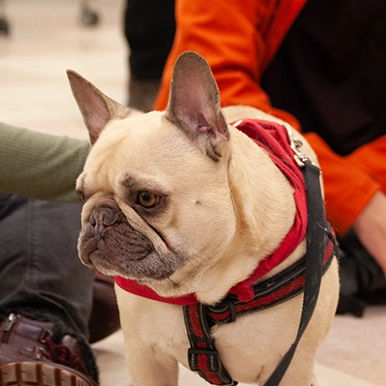 Picture of Therapy Dog with students