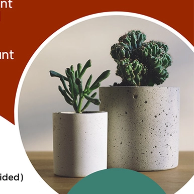 Picture of Potted thyme plants