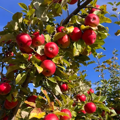 apples in an orchard